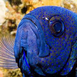 Taken @ Rottness Island -Perth's Island playground -Weste... by Dave Baxter 